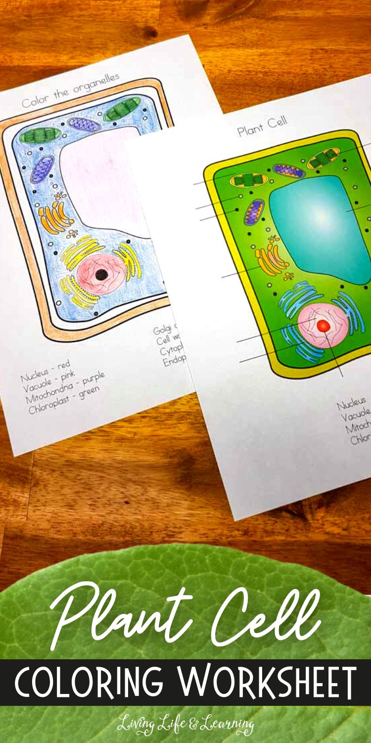 80 Printable Superstar Worksheets Plant Cell 25