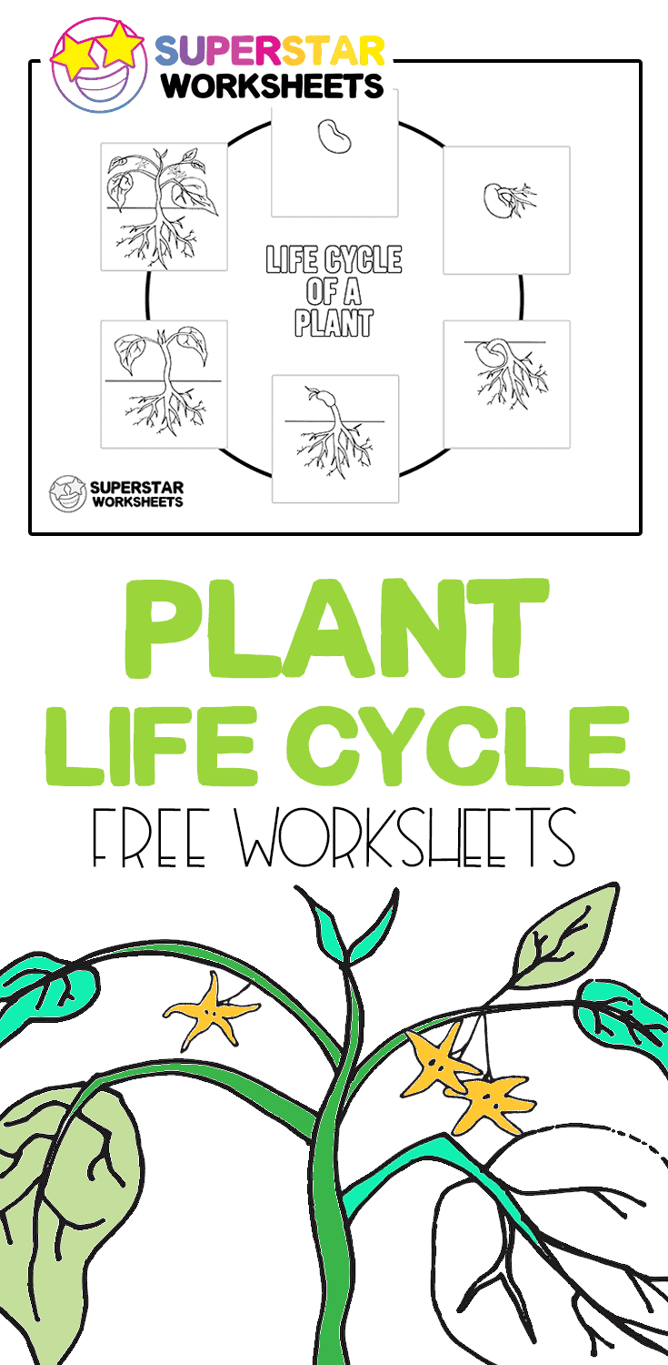 80 Printable Superstar Worksheets Plant Cell 28