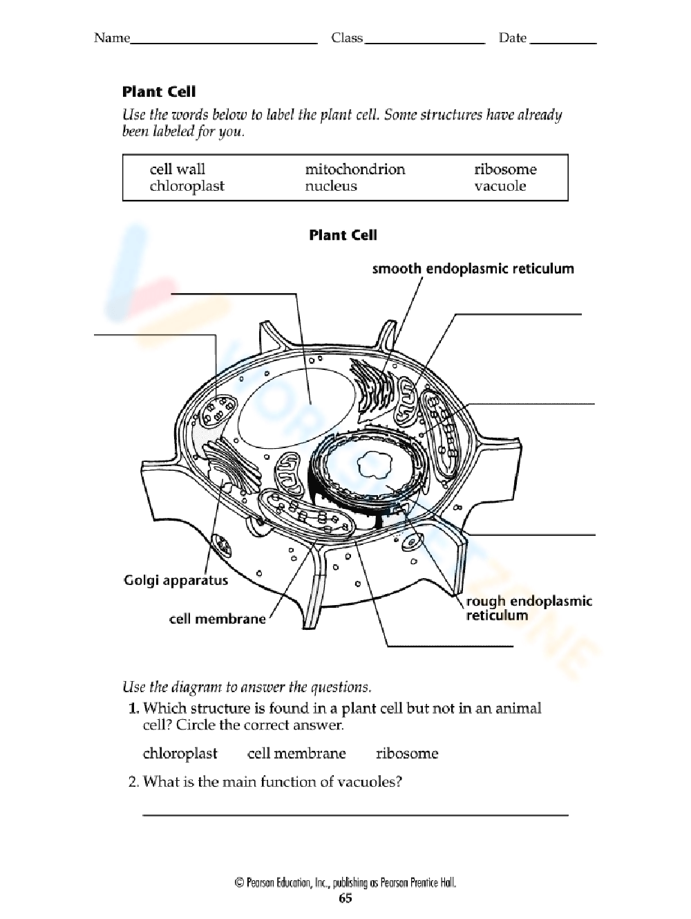 80 Printable Superstar Worksheets Plant Cell 3