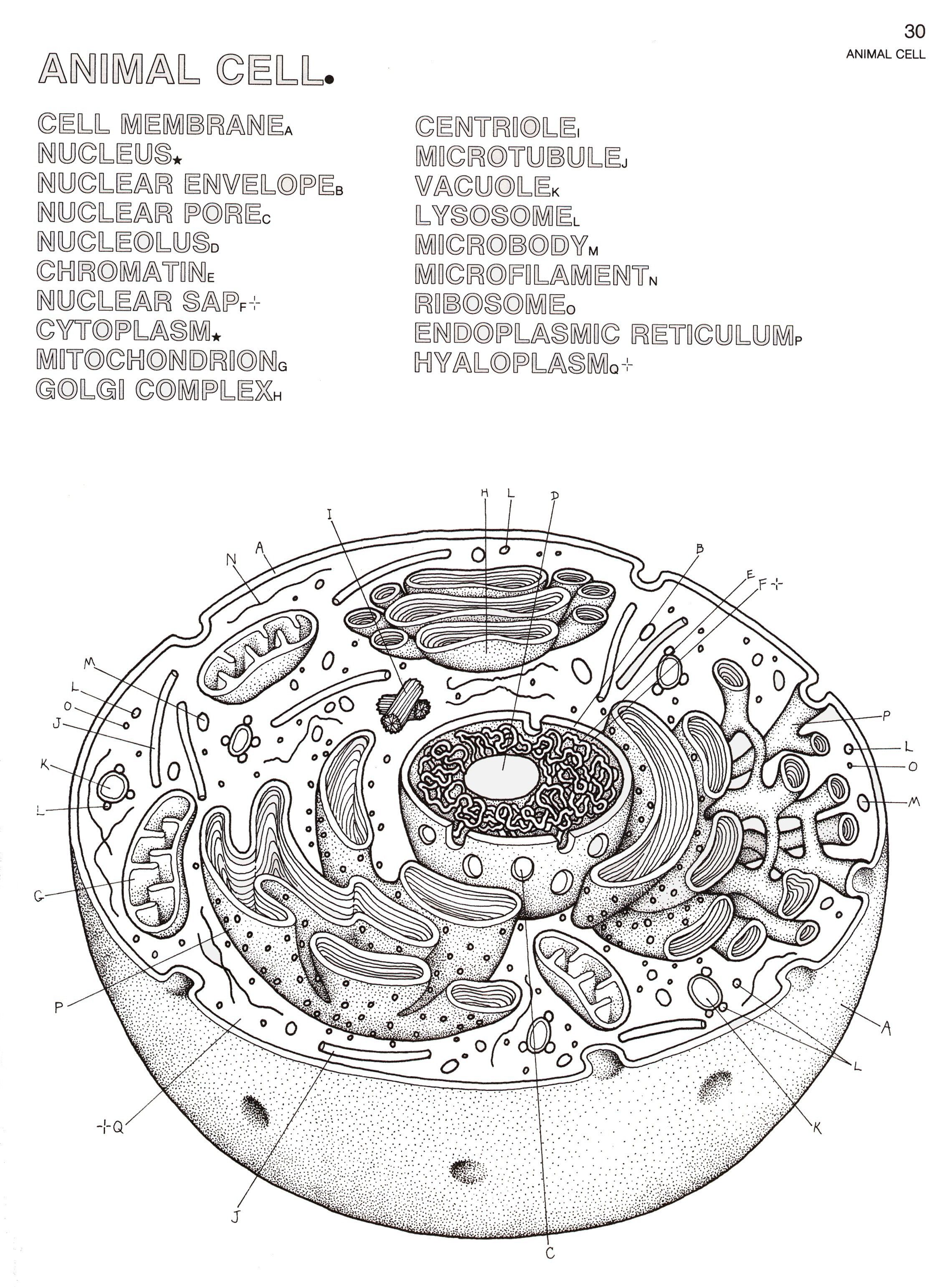 80 Printable Superstar Worksheets Plant Cell 33