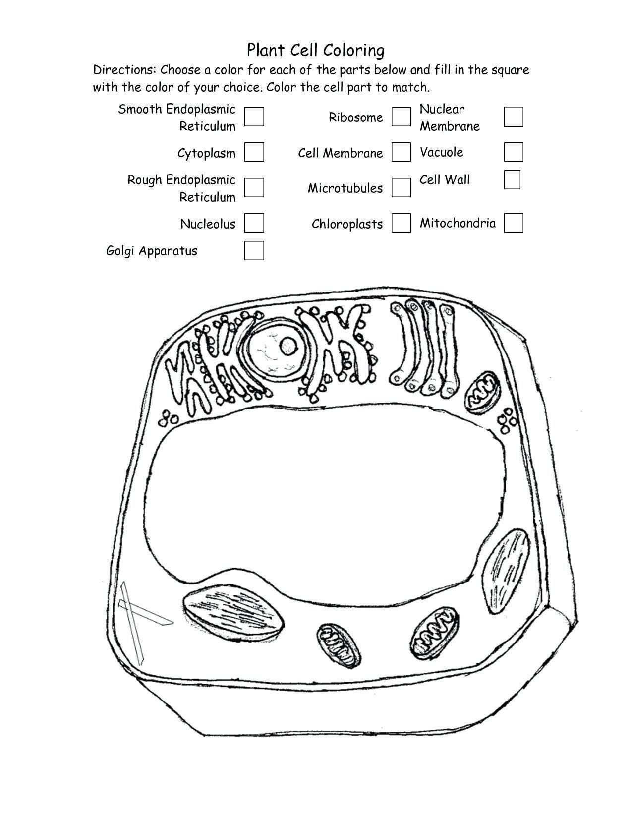 80 Printable Superstar Worksheets Plant Cell 34