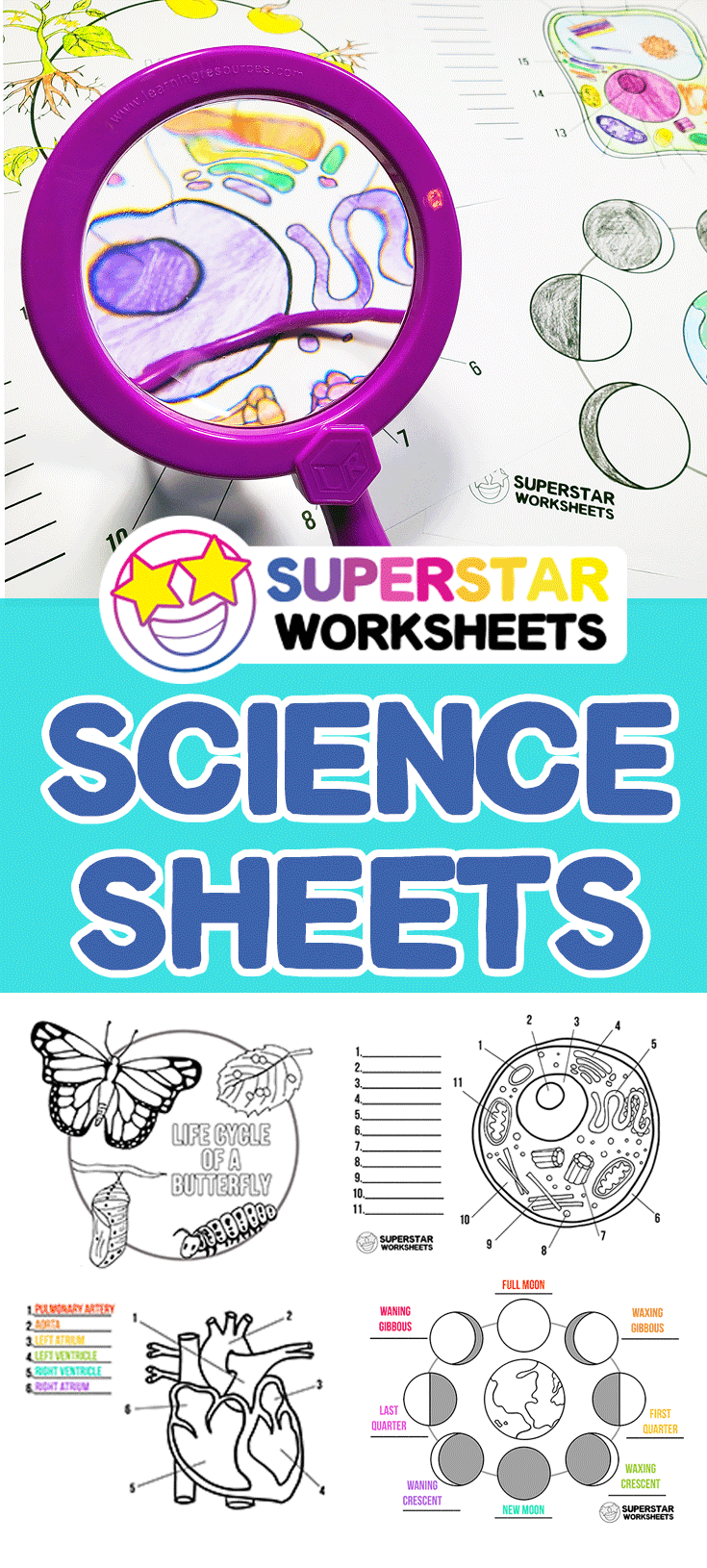 80 Printable Superstar Worksheets Plant Cell 36