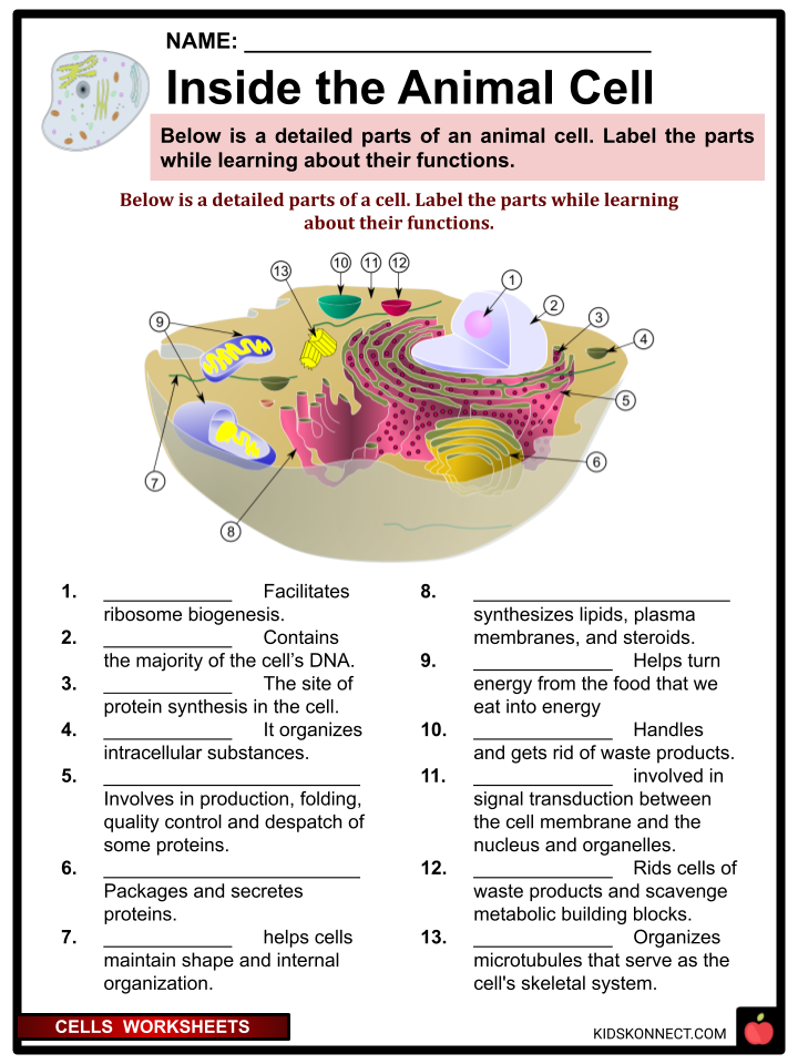 80 Printable Superstar Worksheets Plant Cell 39