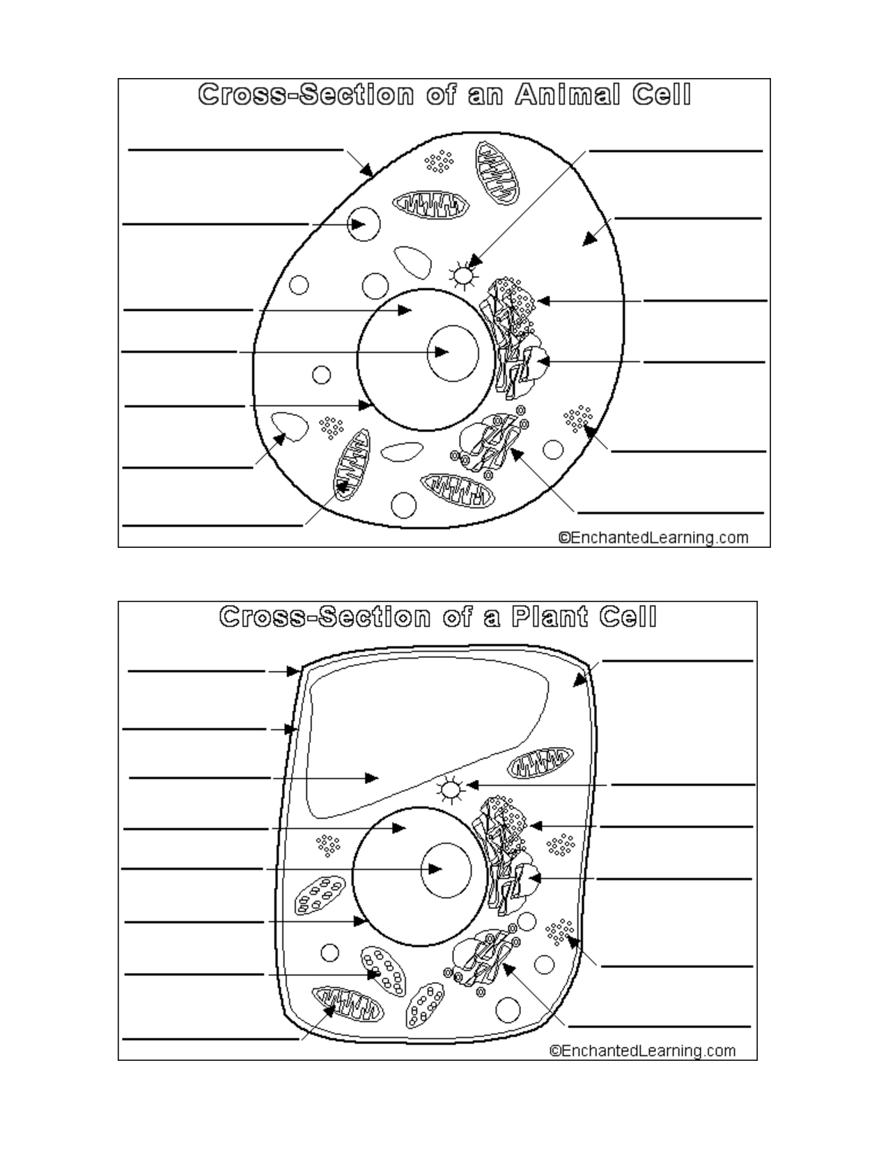 80 Printable Superstar Worksheets Plant Cell 42