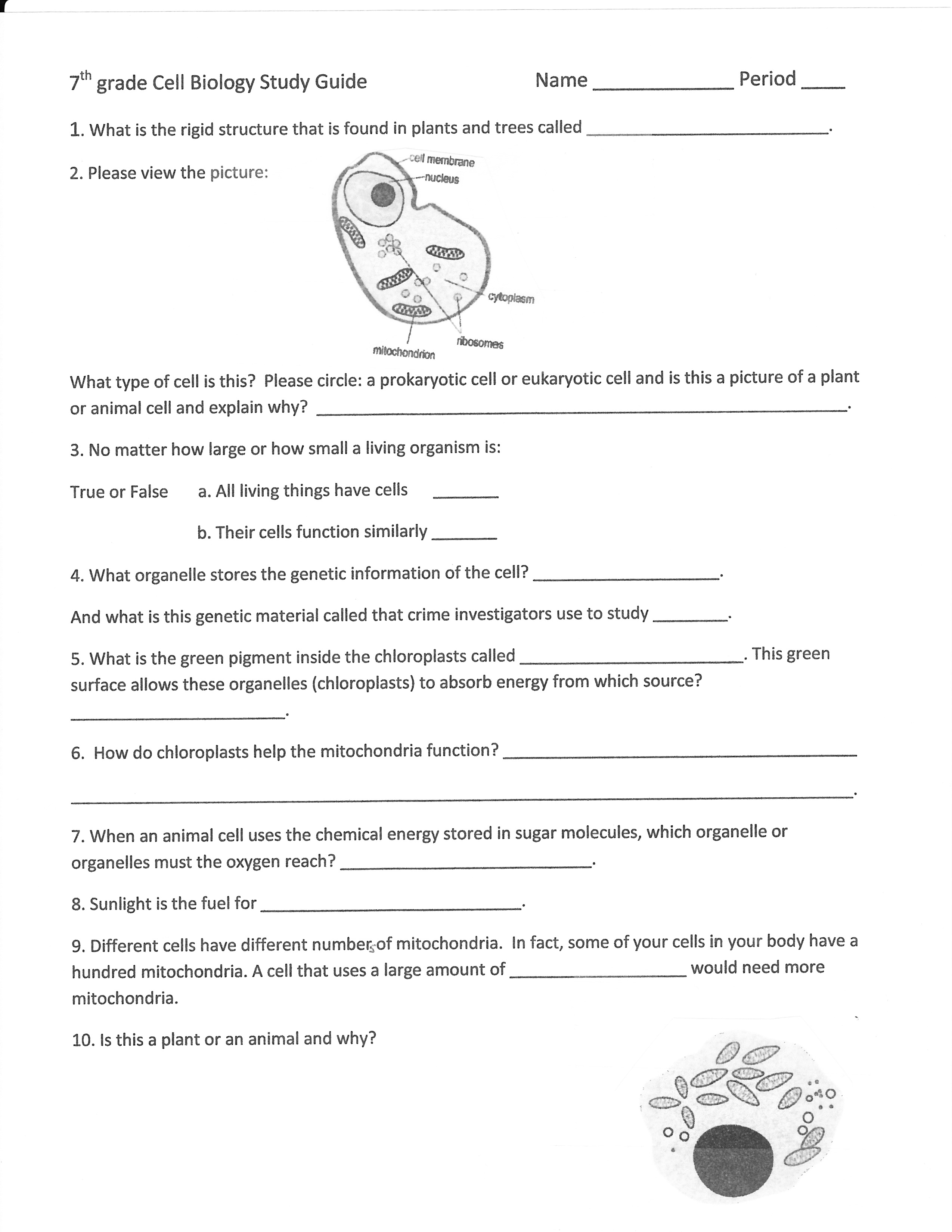 80 Printable Superstar Worksheets Plant Cell 45