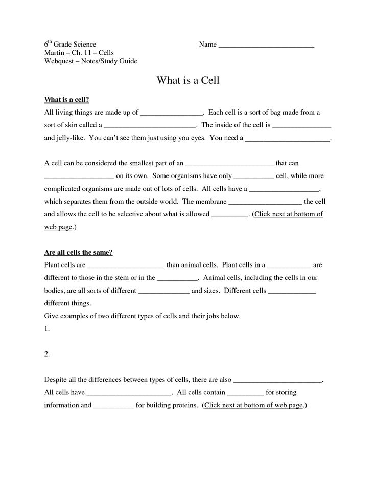 80 Printable Superstar Worksheets Plant Cell 46