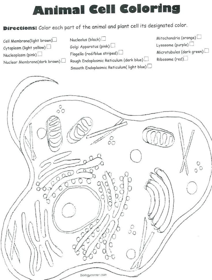 80 Printable Superstar Worksheets Plant Cell 48