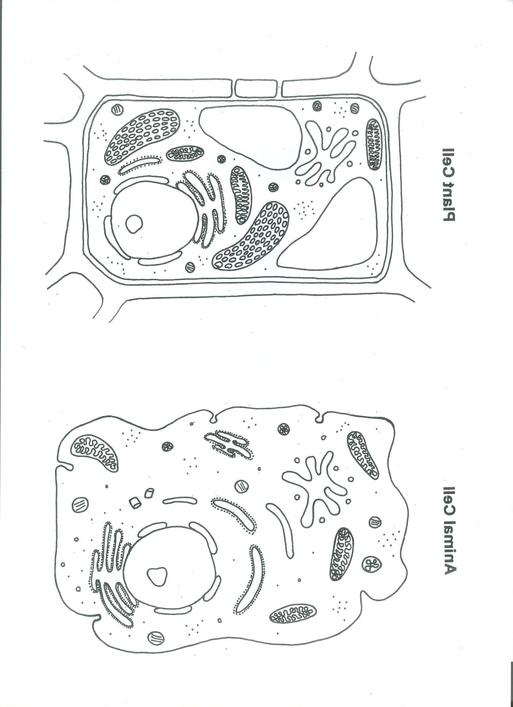 80 Printable Superstar Worksheets Plant Cell 57