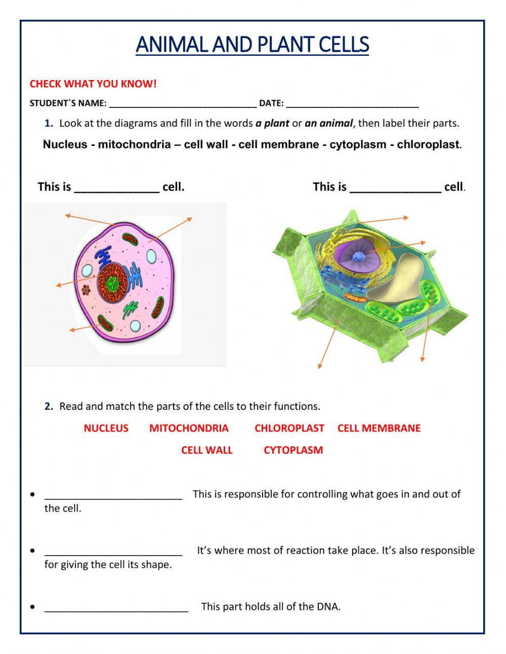 80 Printable Superstar Worksheets Plant Cell 60