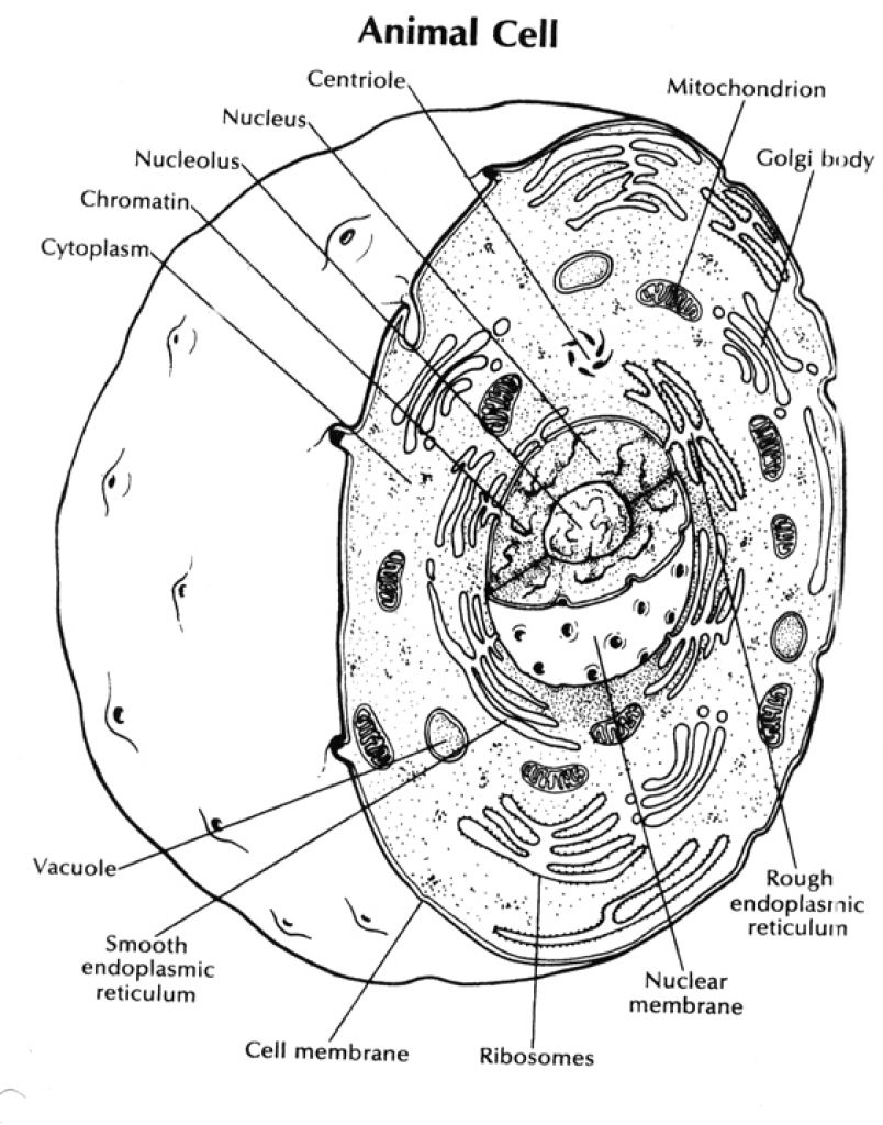 80 Printable Superstar Worksheets Plant Cell 62