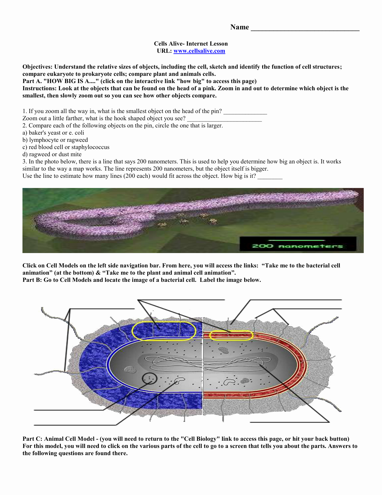 80 Printable Superstar Worksheets Plant Cell 64