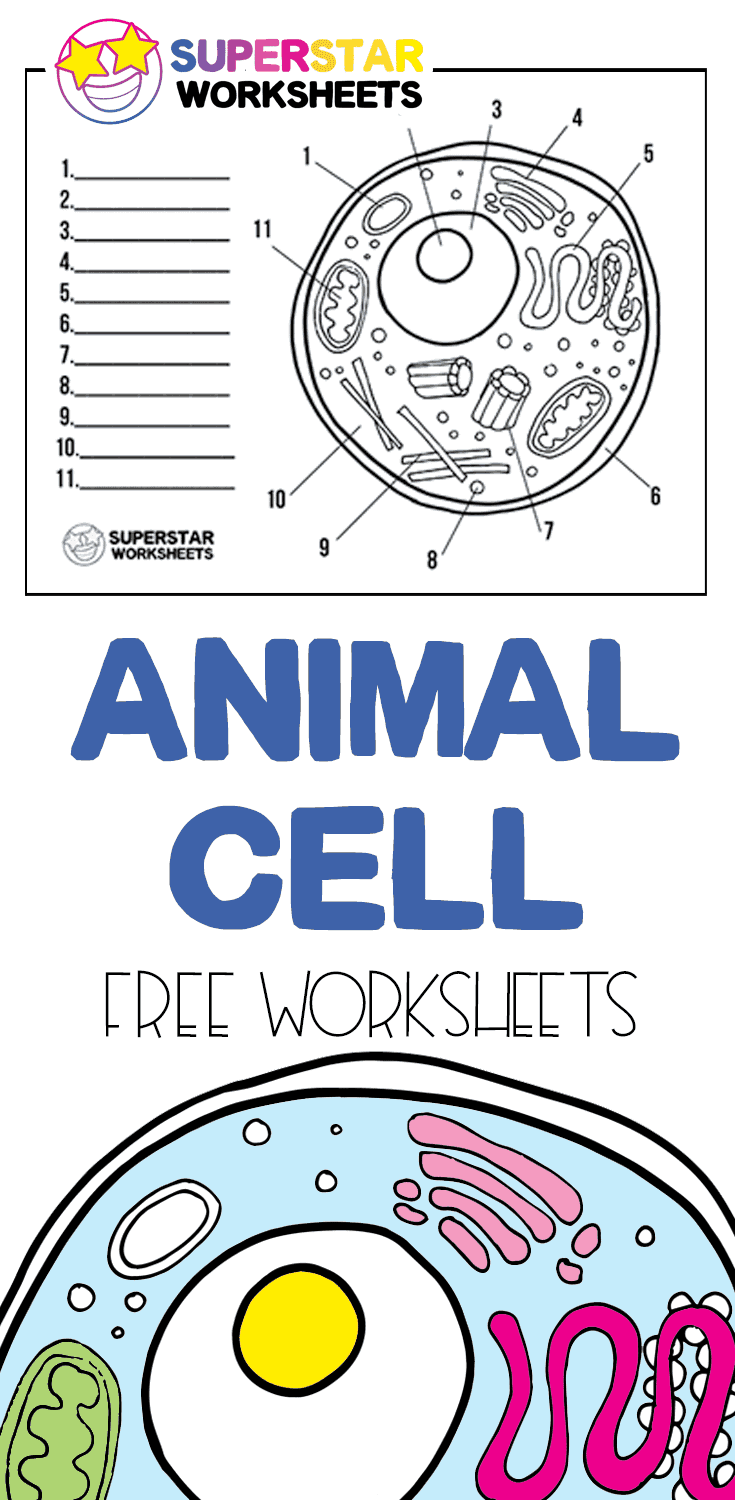 80 Printable Superstar Worksheets Plant Cell 65