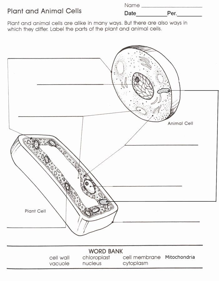 80 Printable Superstar Worksheets Plant Cell 67