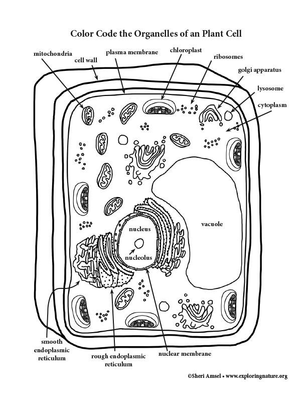 80 Printable Superstar Worksheets Plant Cell 68