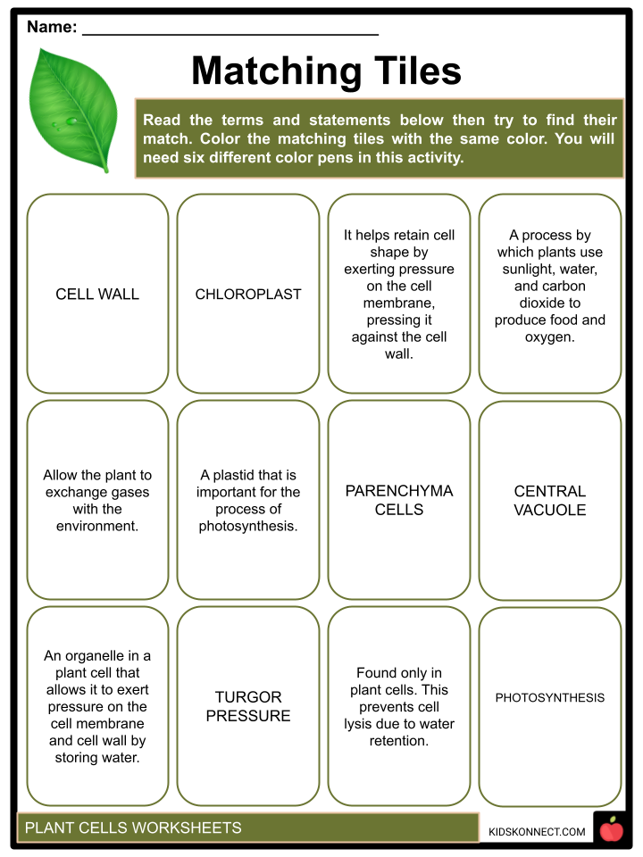 80 Printable Superstar Worksheets Plant Cell 78