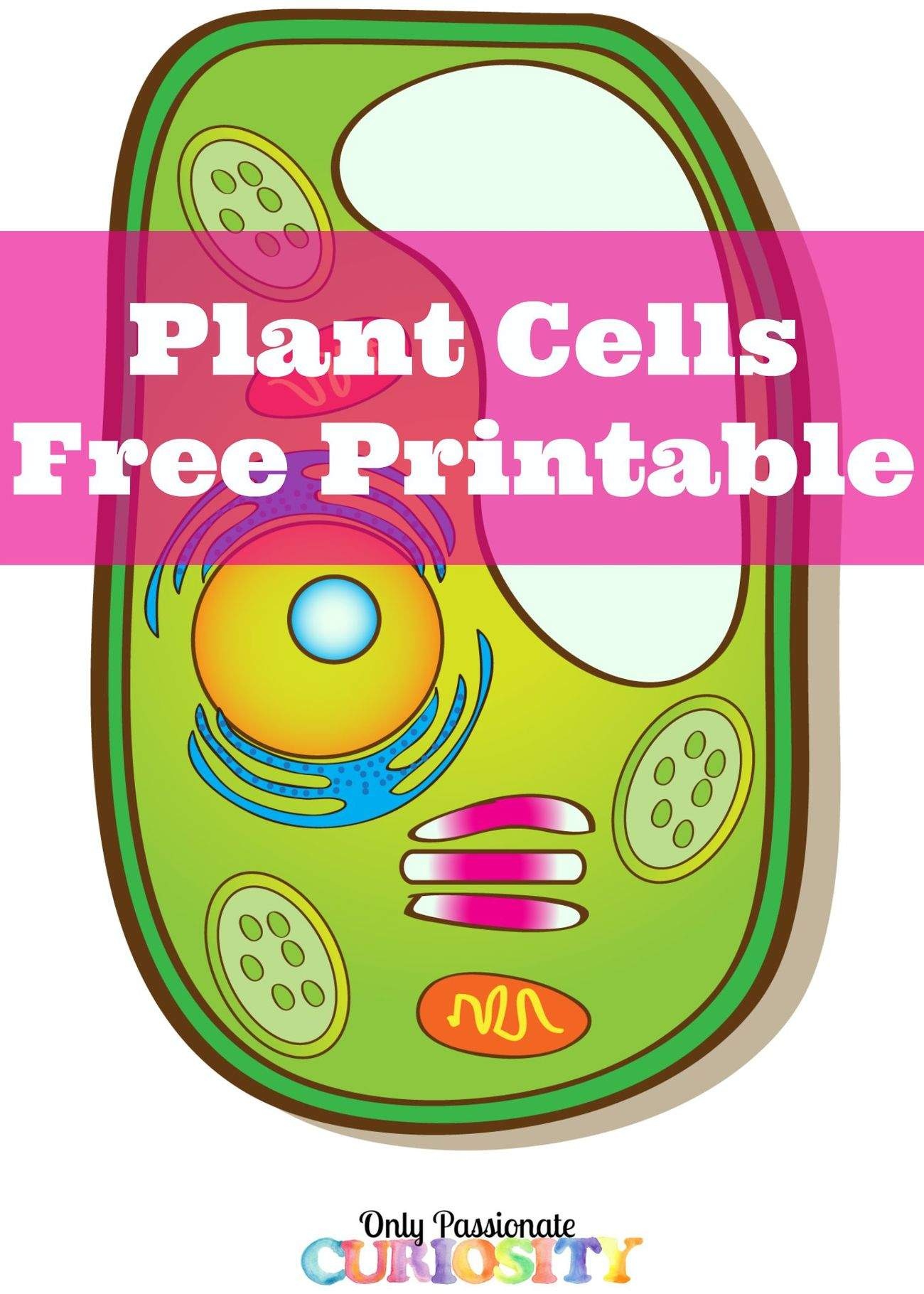 80 Printable Superstar Worksheets Plant Cell 9