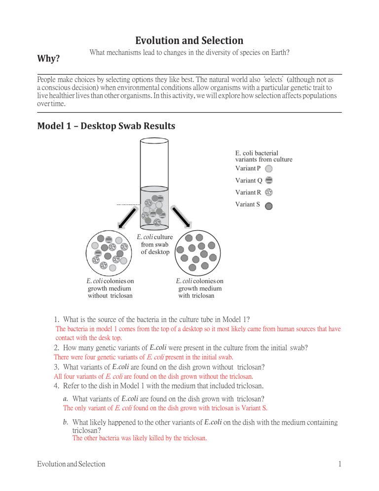 85 Speciation Worksheets Answer Key 78