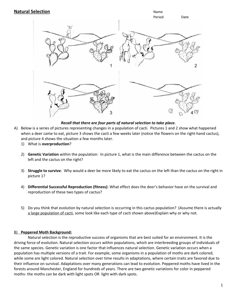 90 Evolution Natural Selection Worksheets 12