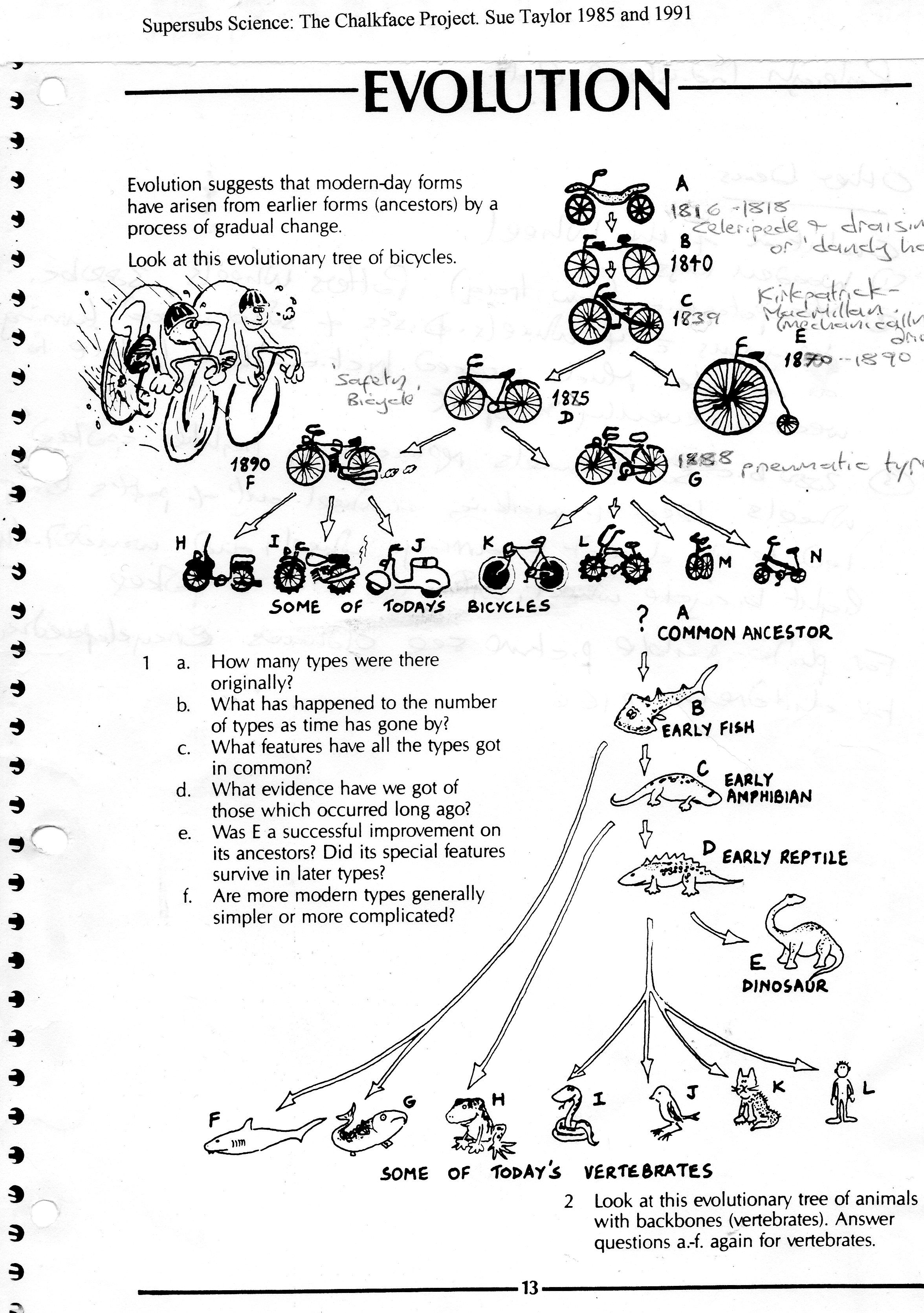 90 Evolution Natural Selection Worksheets 13