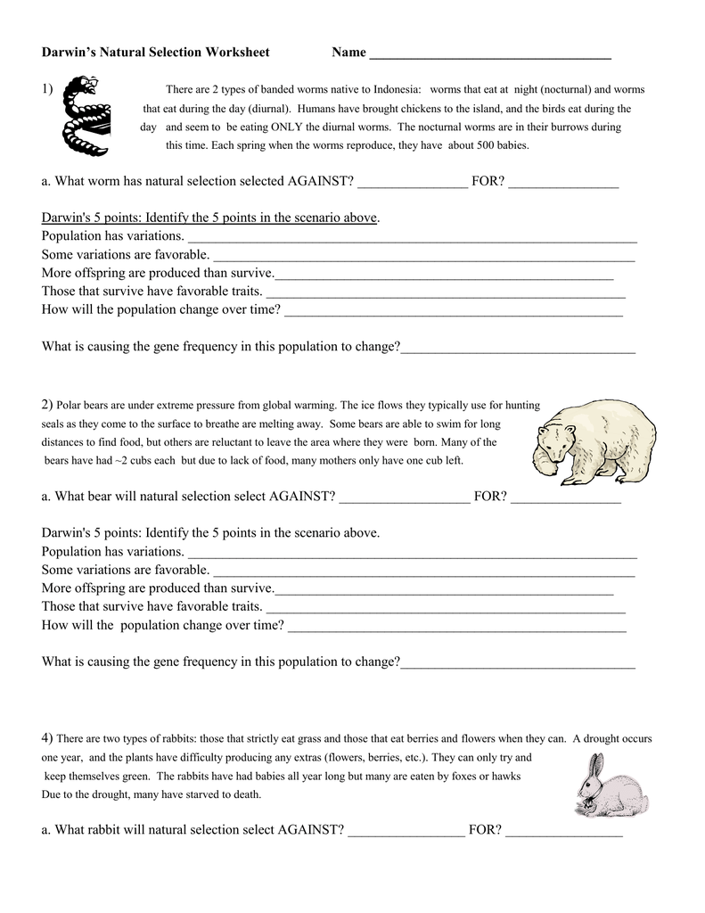 90 Evolution Natural Selection Worksheets 16