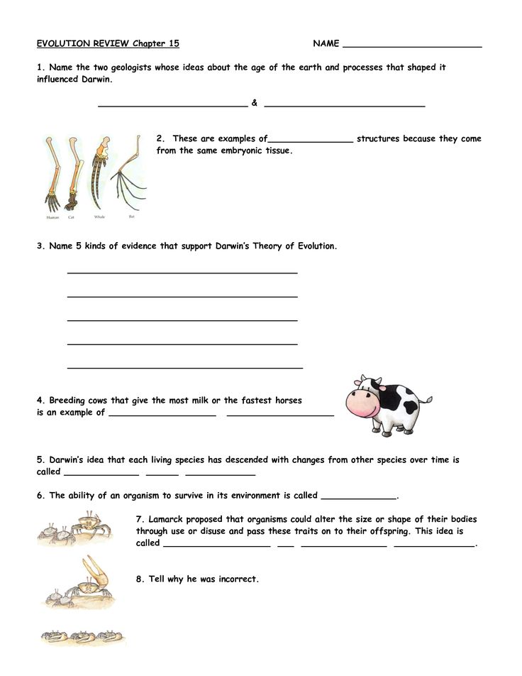 90 Evolution Natural Selection Worksheets 33