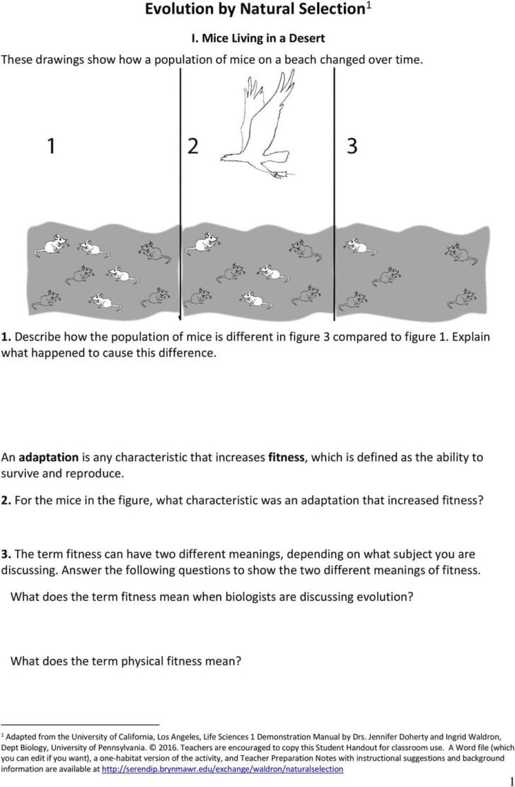 90 Evolution Natural Selection Worksheets 41