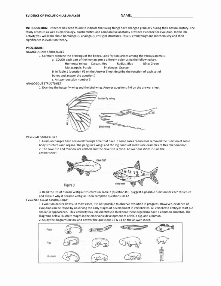 90 Evolution Natural Selection Worksheets 46