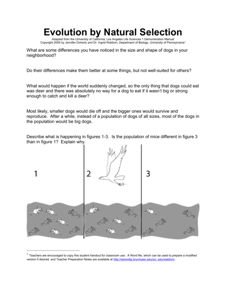 90 Evolution Natural Selection Worksheets 51