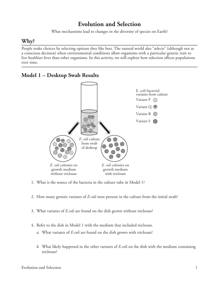 90 Evolution Natural Selection Worksheets 54