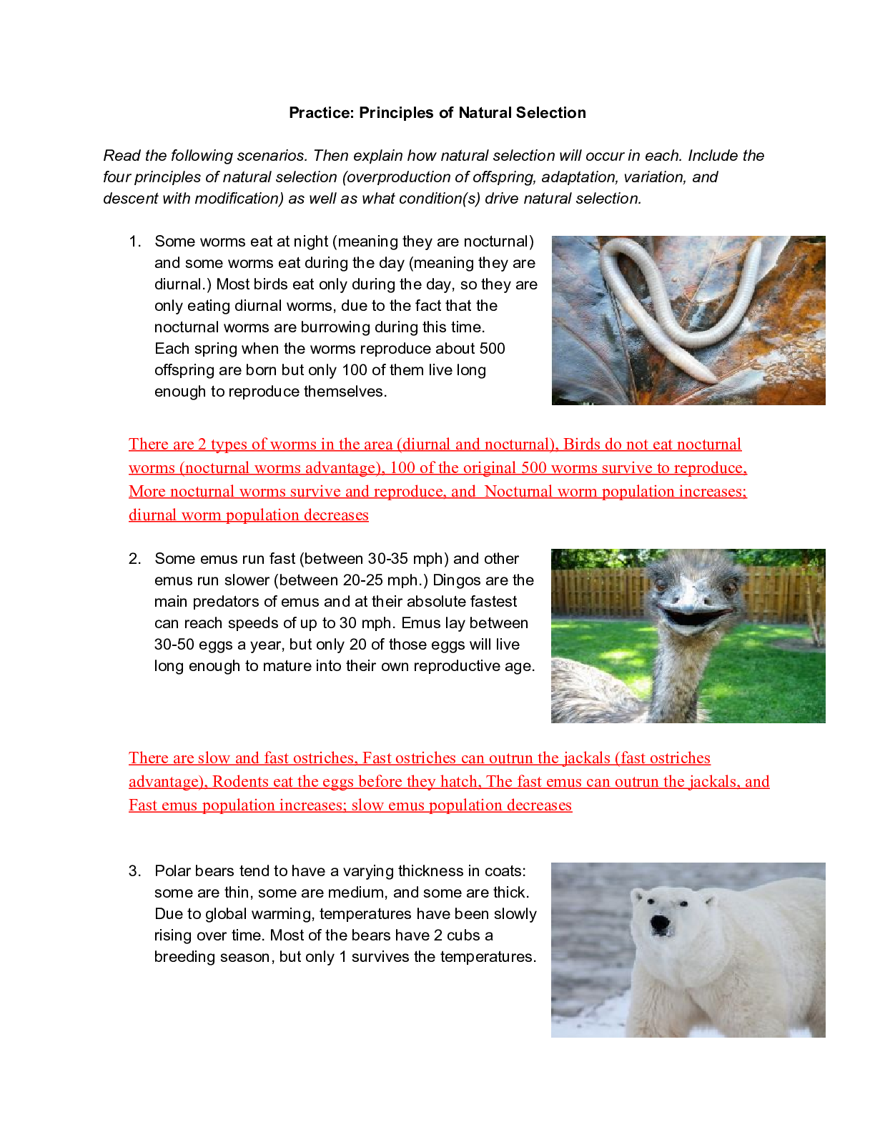 90 Evolution Natural Selection Worksheets 56