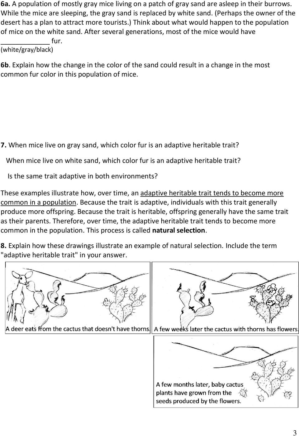 90 Evolution Natural Selection Worksheets 6