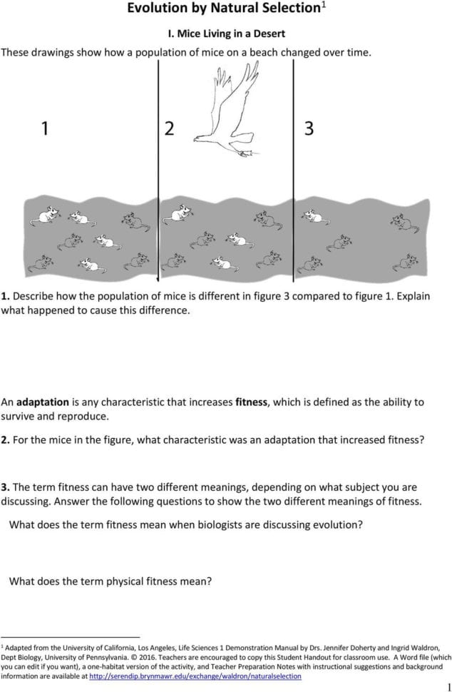 90 Evolution Natural Selection Worksheets 66