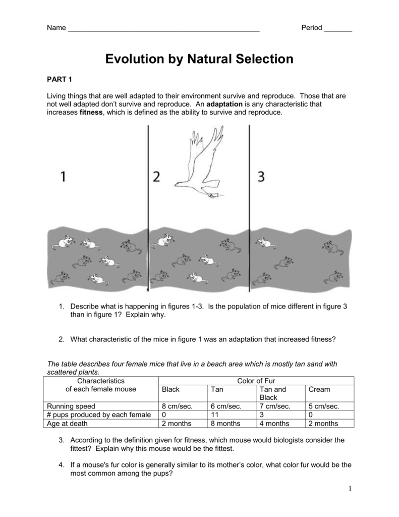 90 Evolution Natural Selection Worksheets 73