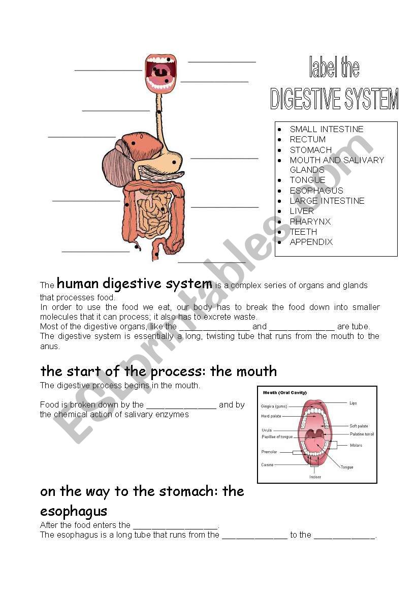 Save 85 Digestive System Labeling Worksheets 11