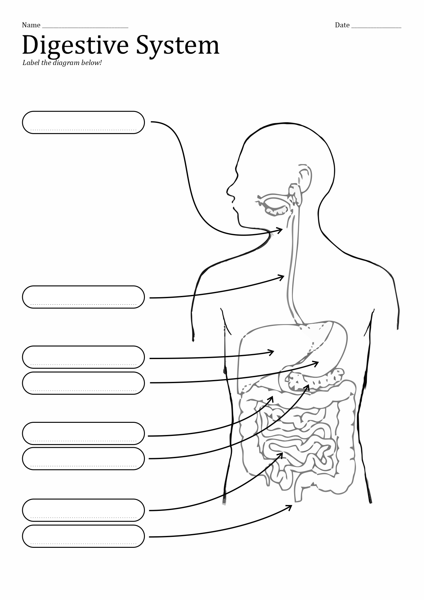 Save 85 Digestive System Labeling Worksheets 14