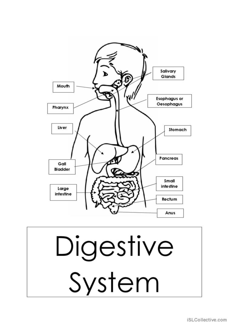 Save 85 Digestive System Labeling Worksheets 15