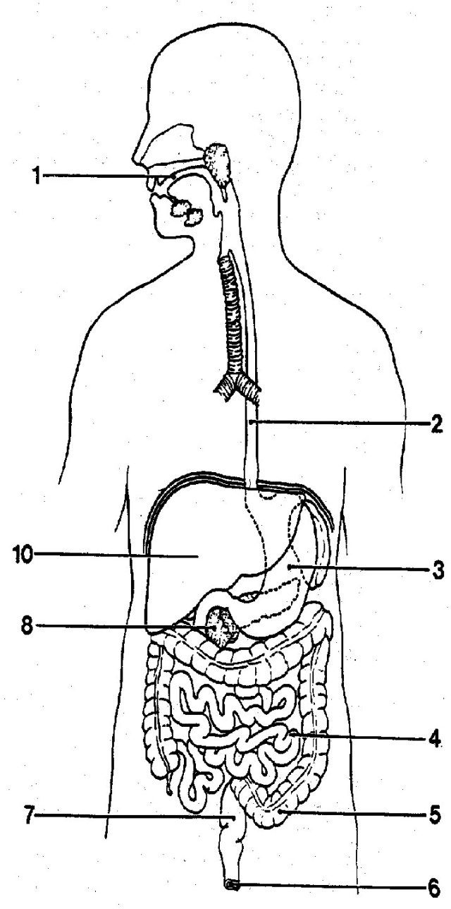 Save 85 Digestive System Labeling Worksheets 17