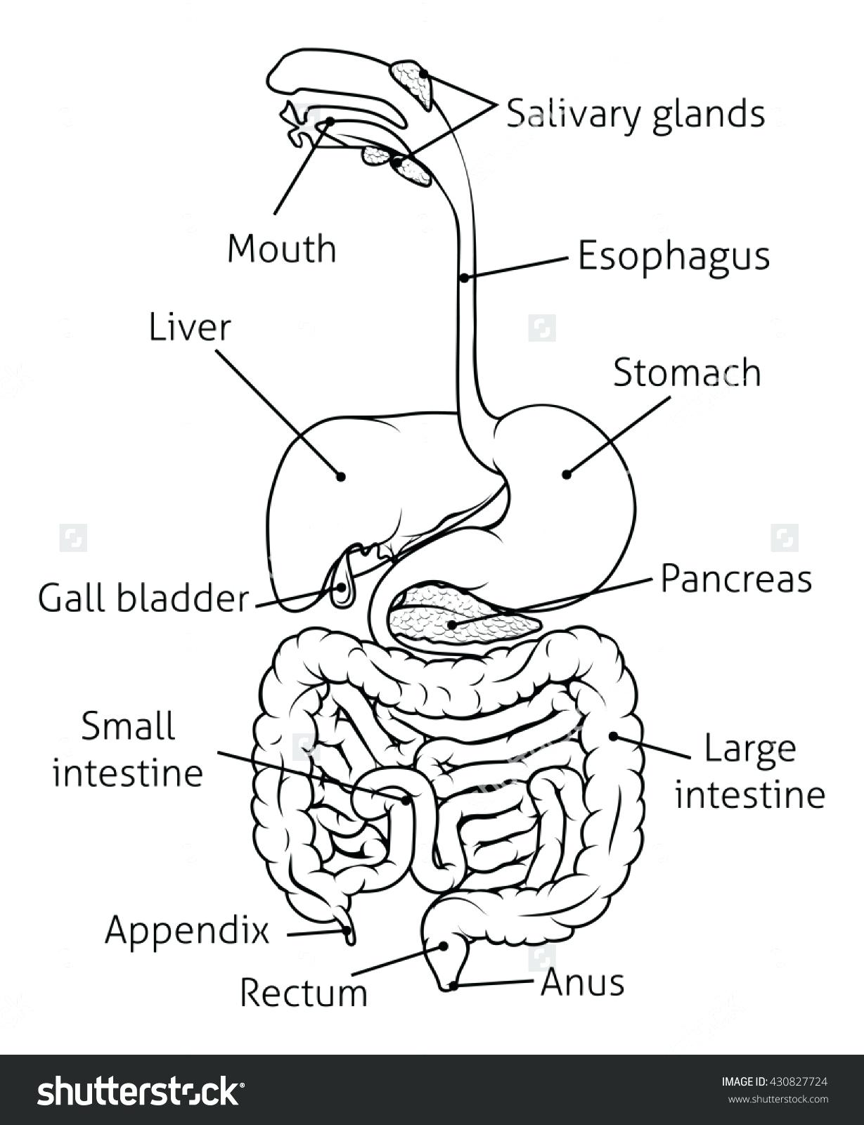 Save 85 Digestive System Labeling Worksheets 18