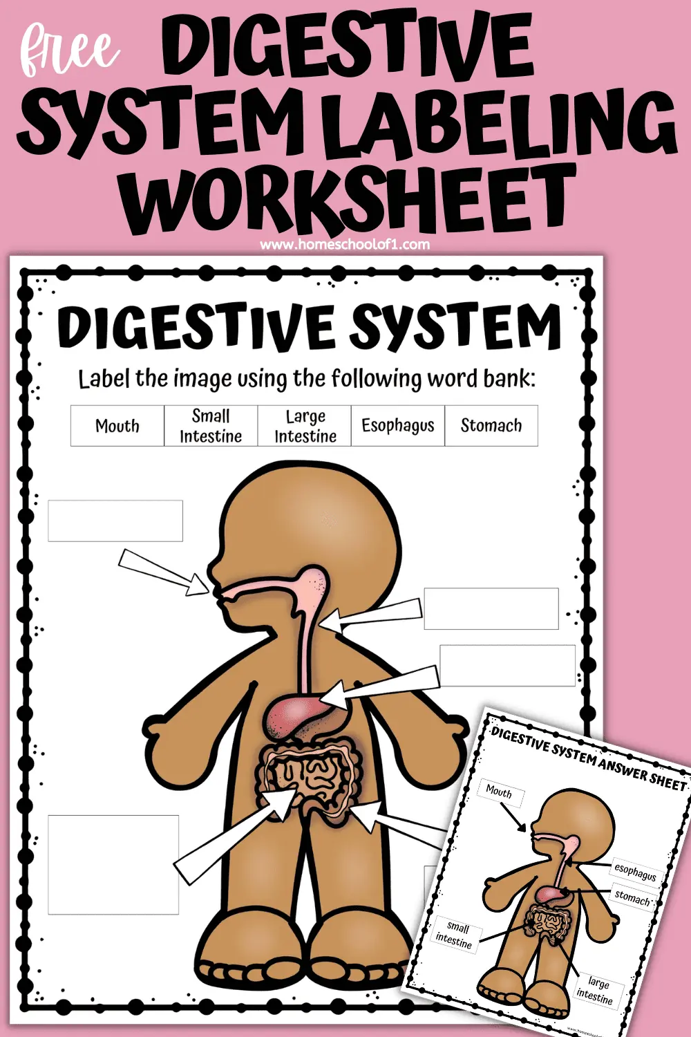 Save 85 Digestive System Labeling Worksheets 2