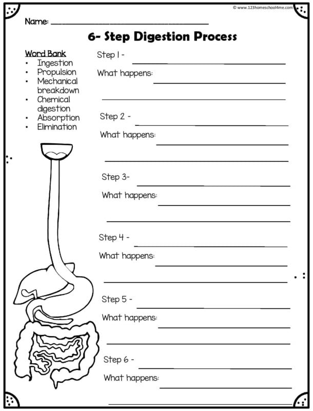 Save 85 Digestive System Labeling Worksheets 28