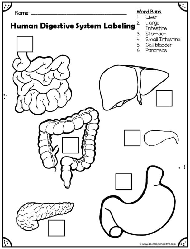 Save 85 Digestive System Labeling Worksheets 29