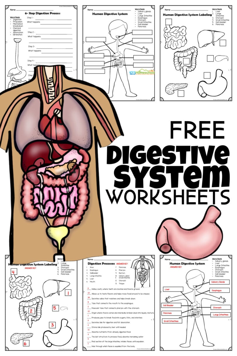 Save 85 Digestive System Labeling Worksheets 3