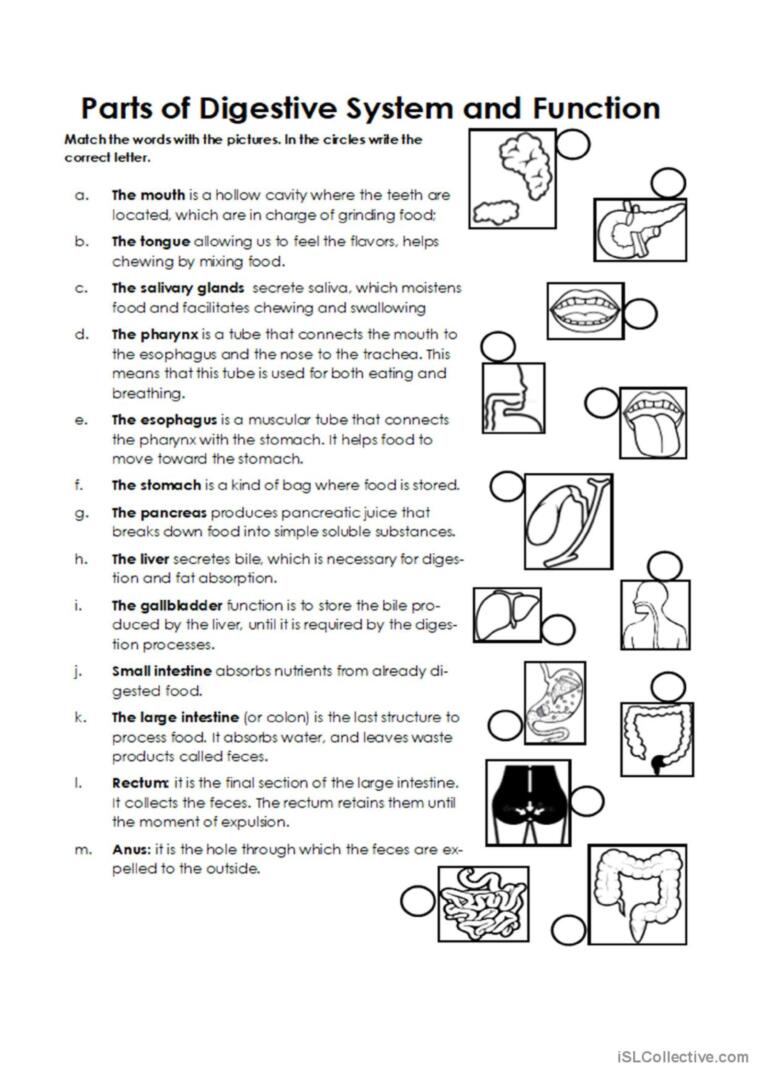 Save 85 Digestive System Labeling Worksheets 31