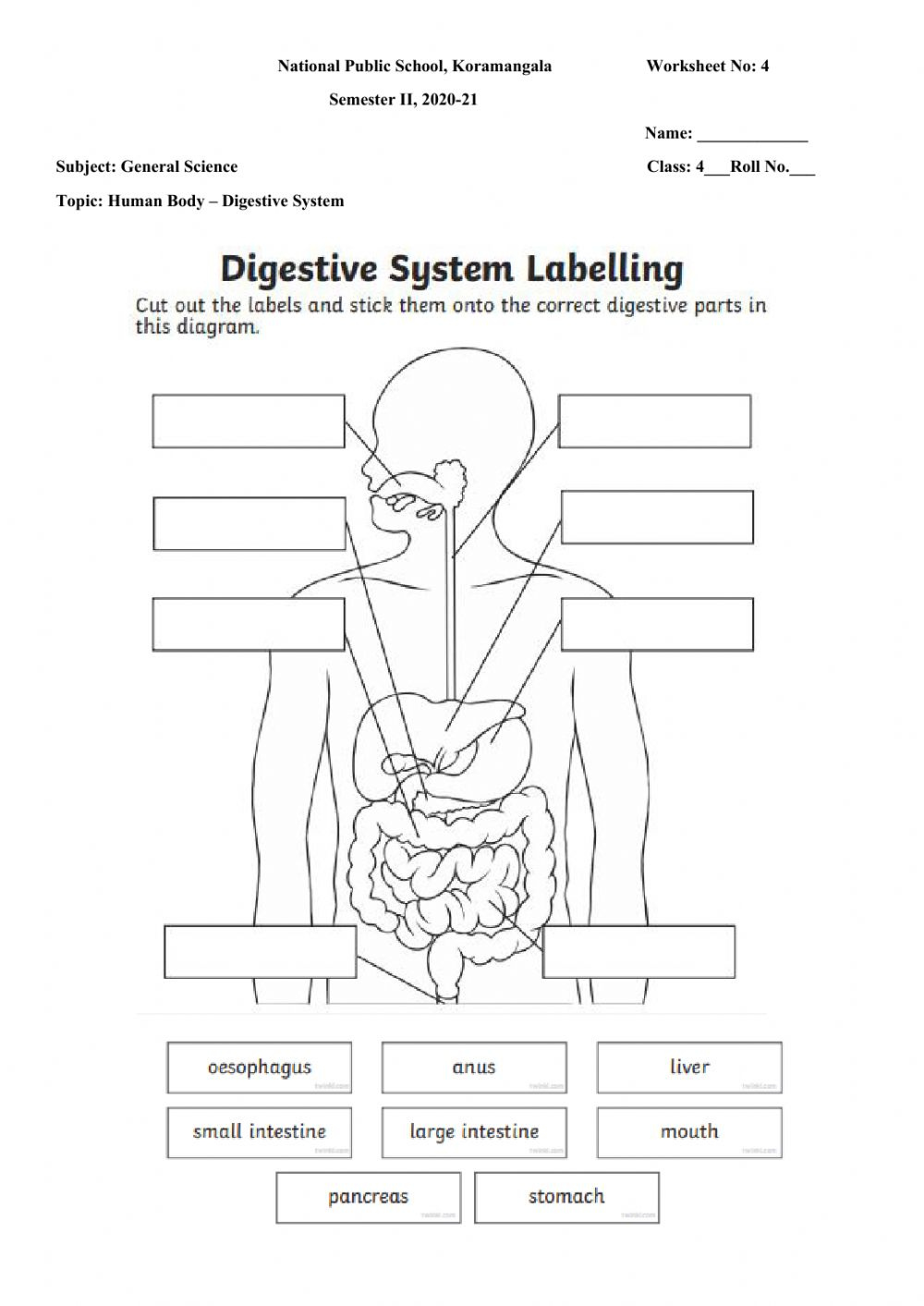 Save 85 Digestive System Labeling Worksheets 33