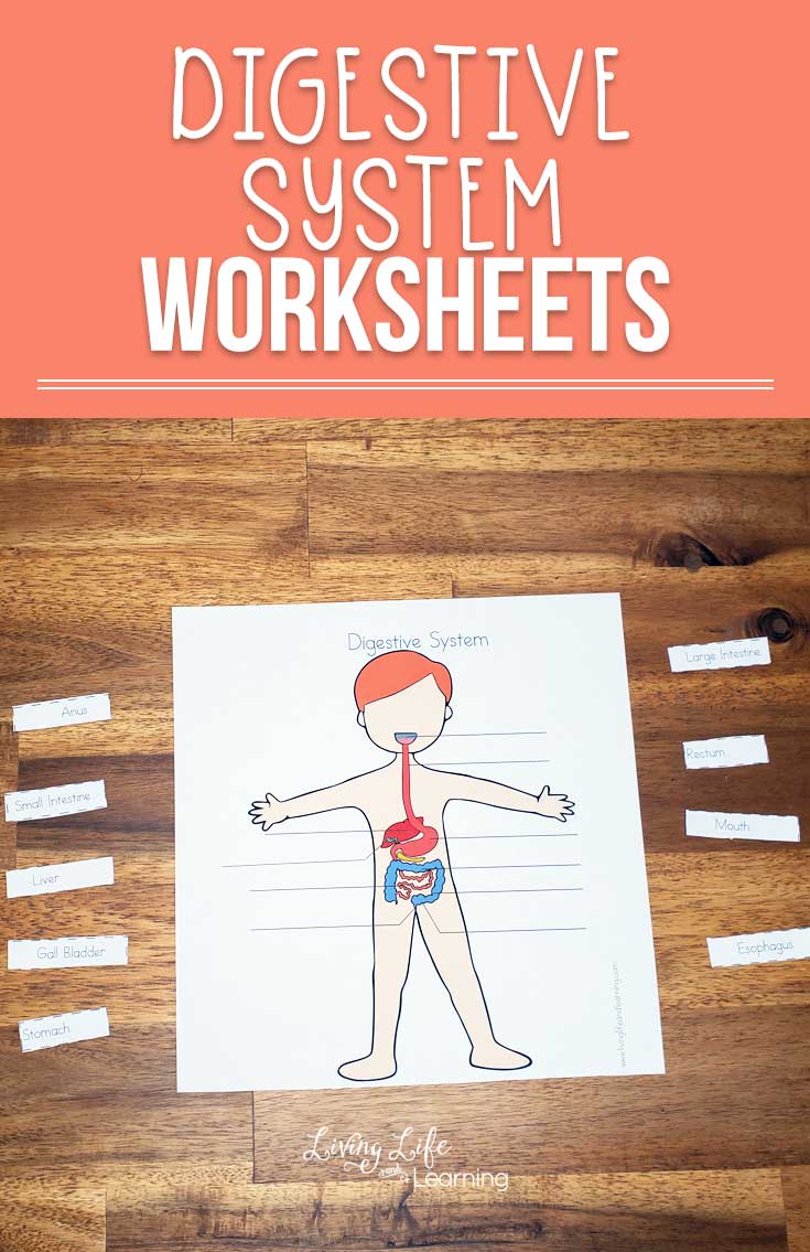 Save 85 Digestive System Labeling Worksheets 35