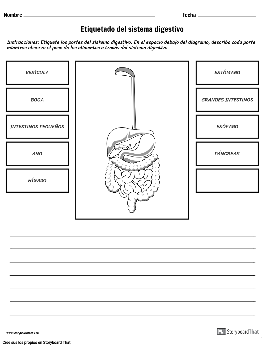 Save 85 Digestive System Labeling Worksheets 36