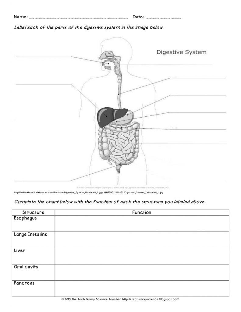 Save 85 Digestive System Labeling Worksheets 39