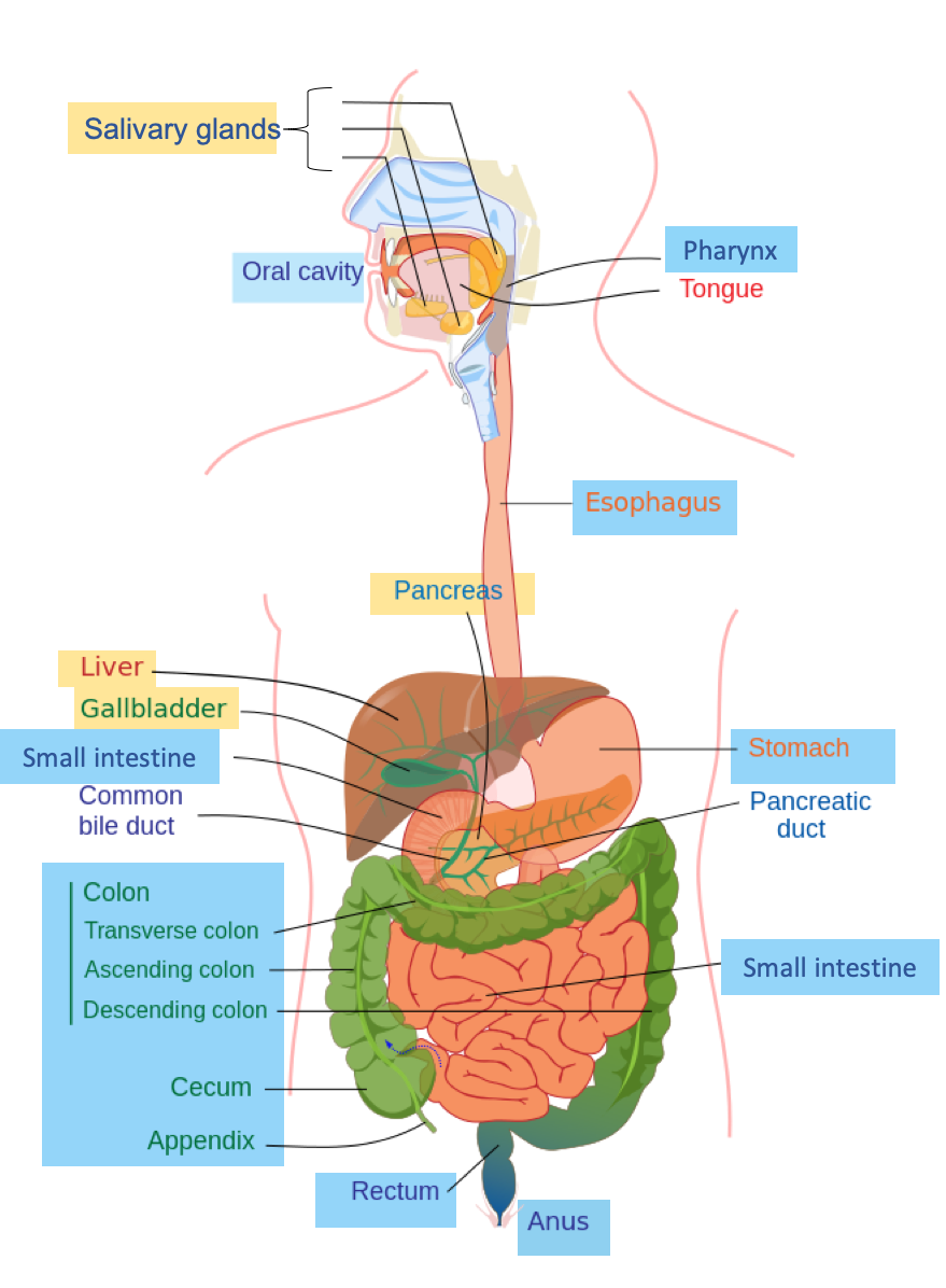 Save 85 Digestive System Labeling Worksheets 40