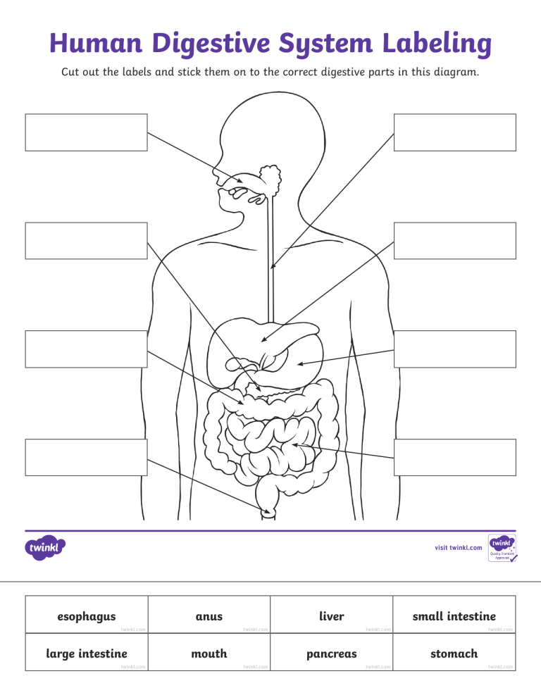 Save 85 Digestive System Labeling Worksheets 41