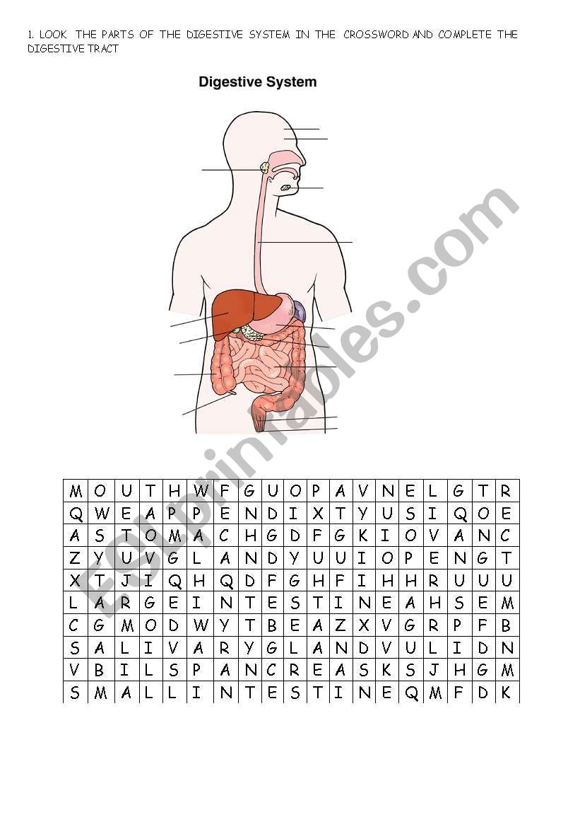 Save 85 Digestive System Labeling Worksheets 43